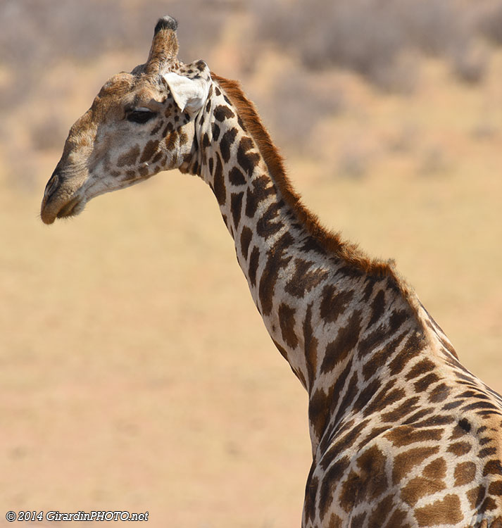 Girafe masaï