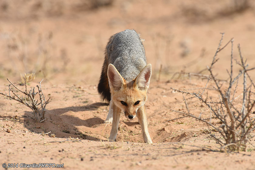 Renard du Cap