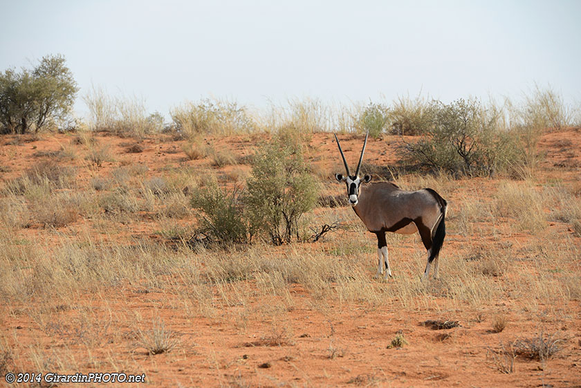 Oryx dans les dunes
