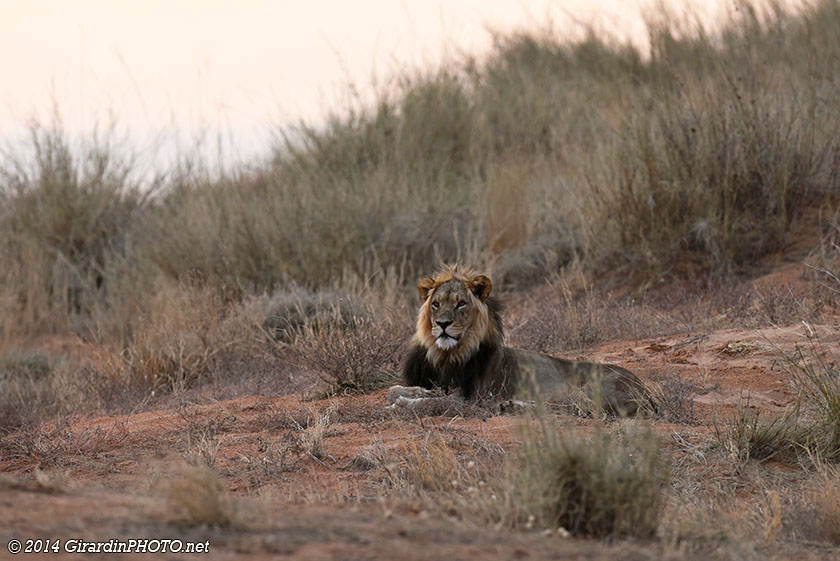 Lion mâle du Kalahari reconnaissable à sa crinière noire