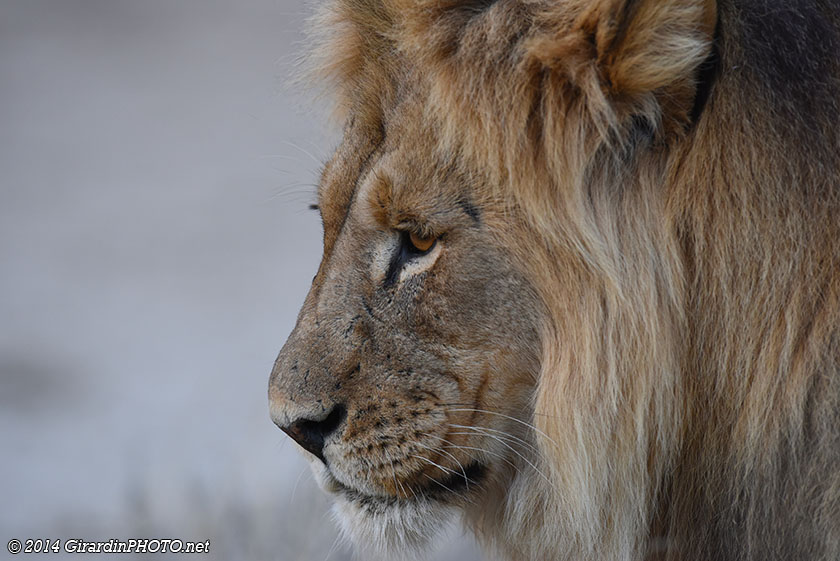 Lion du Kalahari
