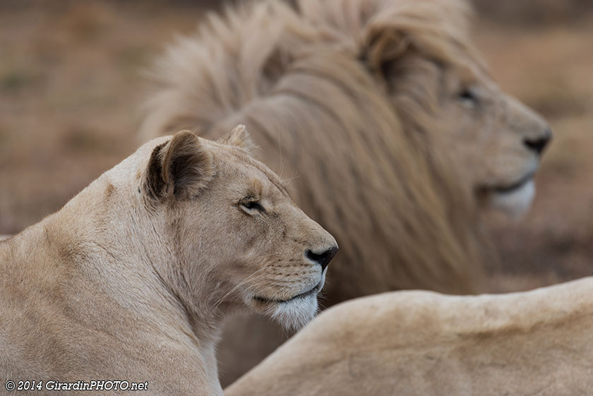 Lions blancs