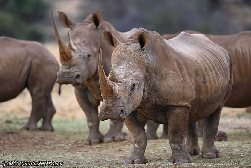 Troupeau de rhinocéros blancs