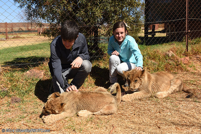 A la nurserie du parc, on peut caresser les lionceaux