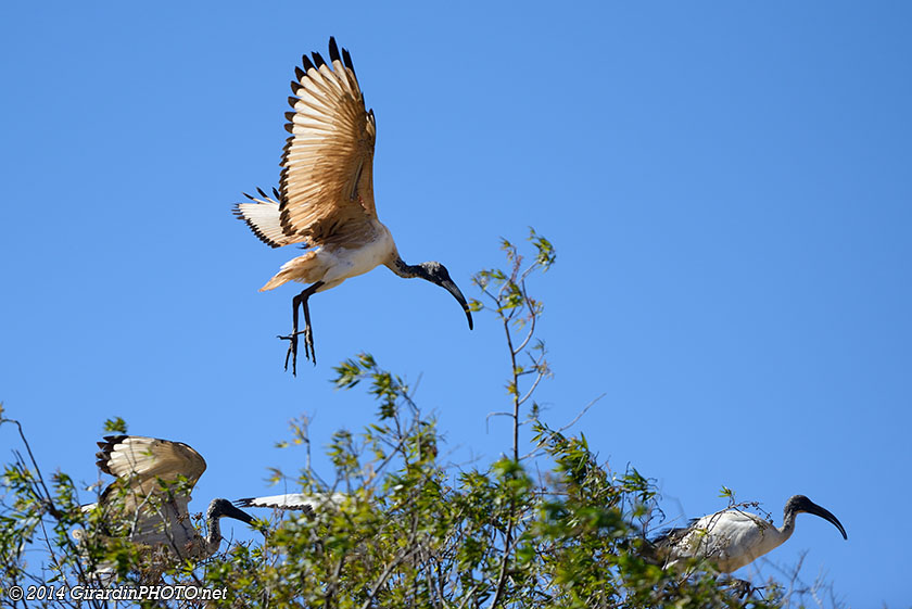 Ibis Sacrés