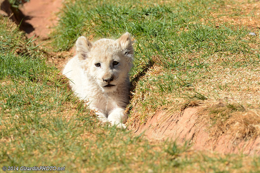 Bébé lion blanc