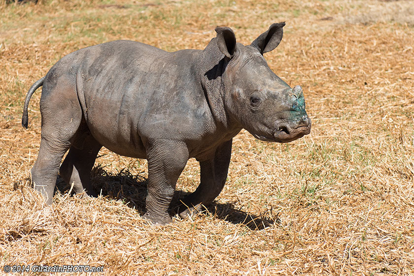 Bébé Rhinocéros