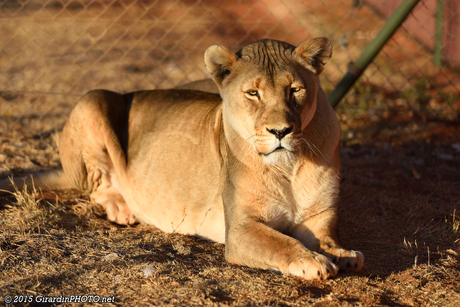 Lionne