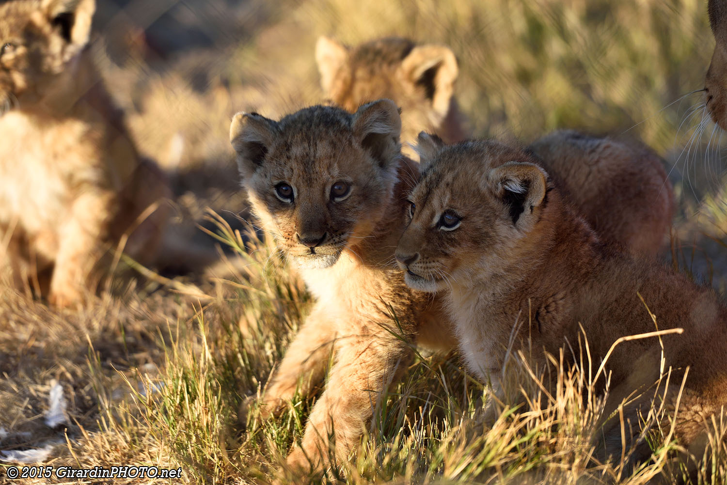 Bébés lions