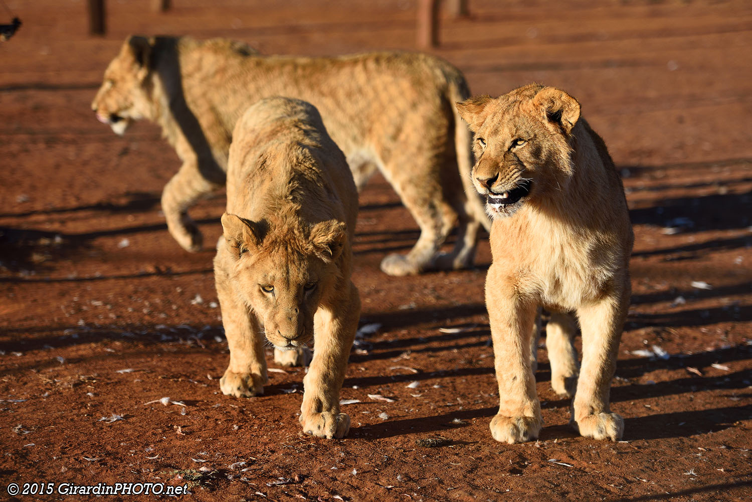 Jeunes lions