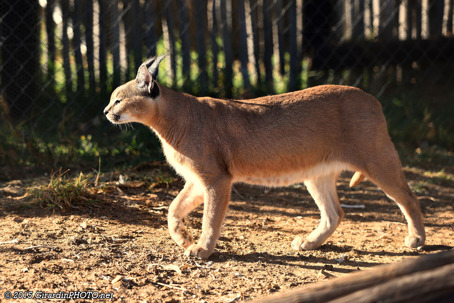 Caracal