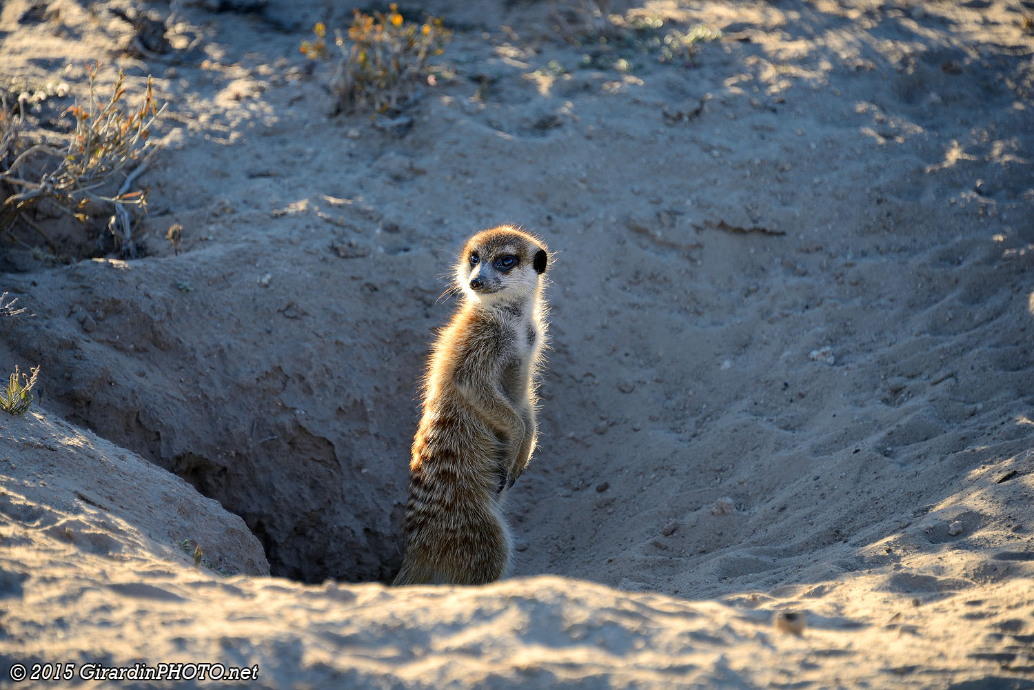 Sortie du premier suricate