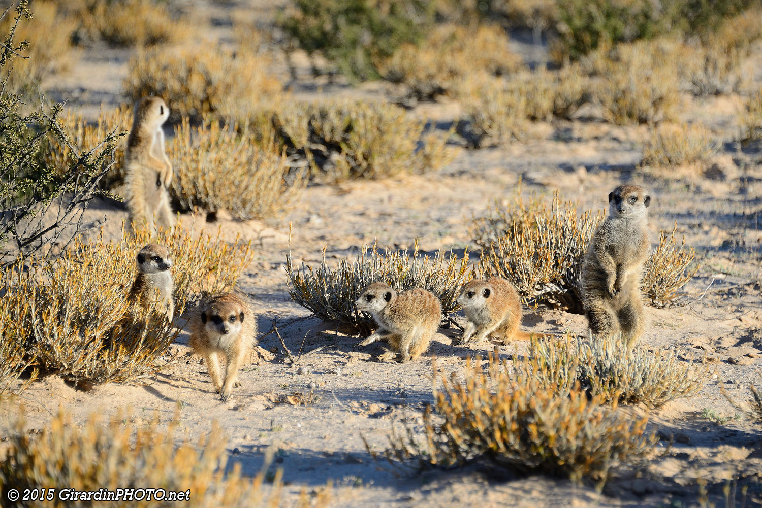 Jeunes suricates