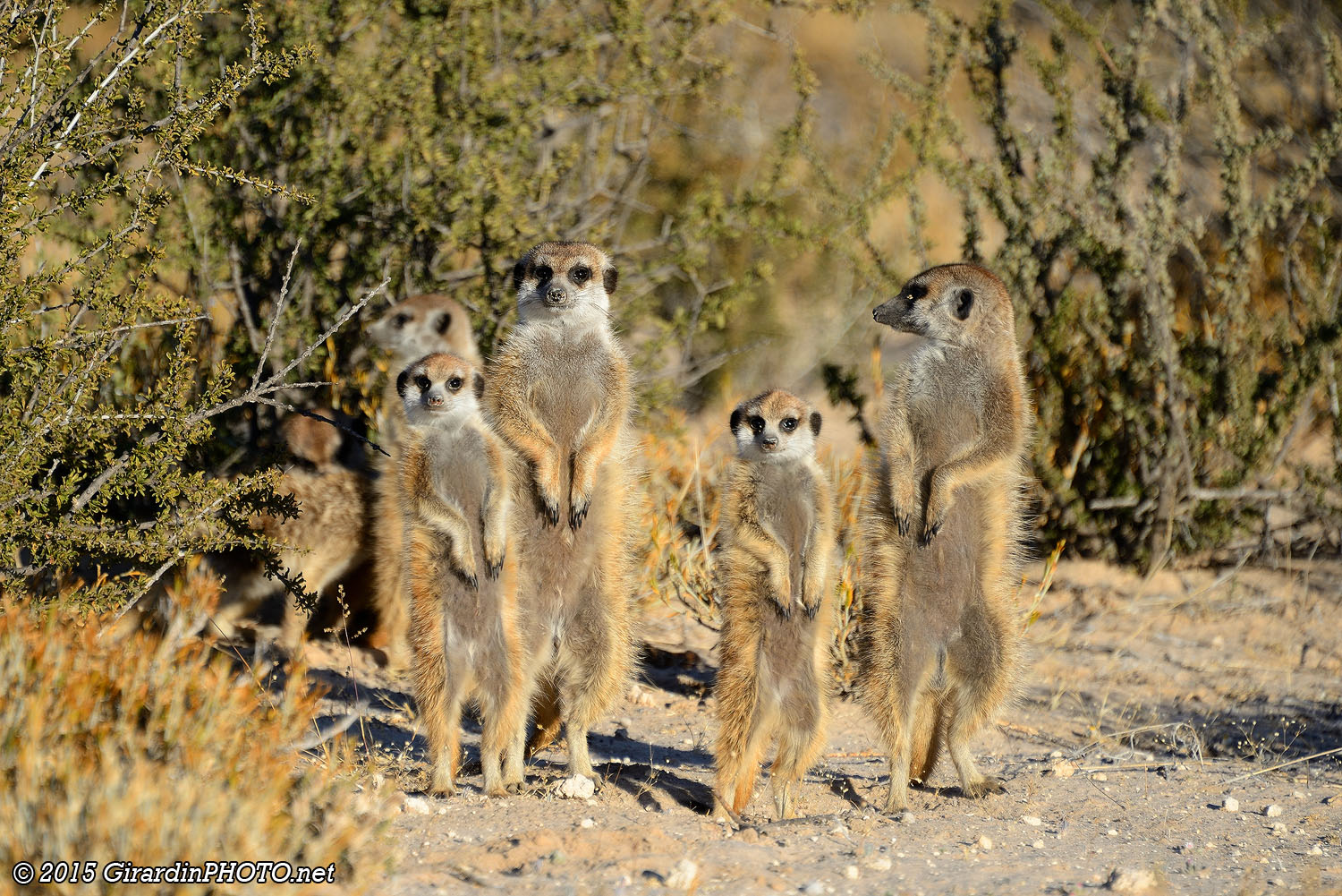 Suricates prenant un bain de soleil
