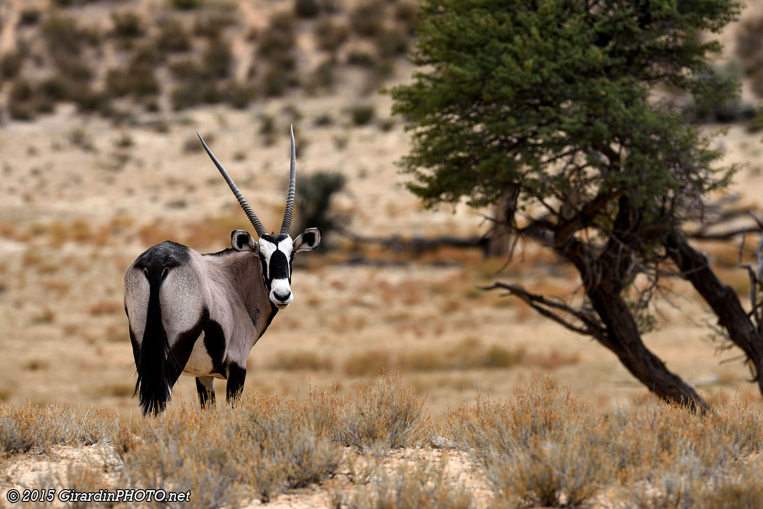 Oryx