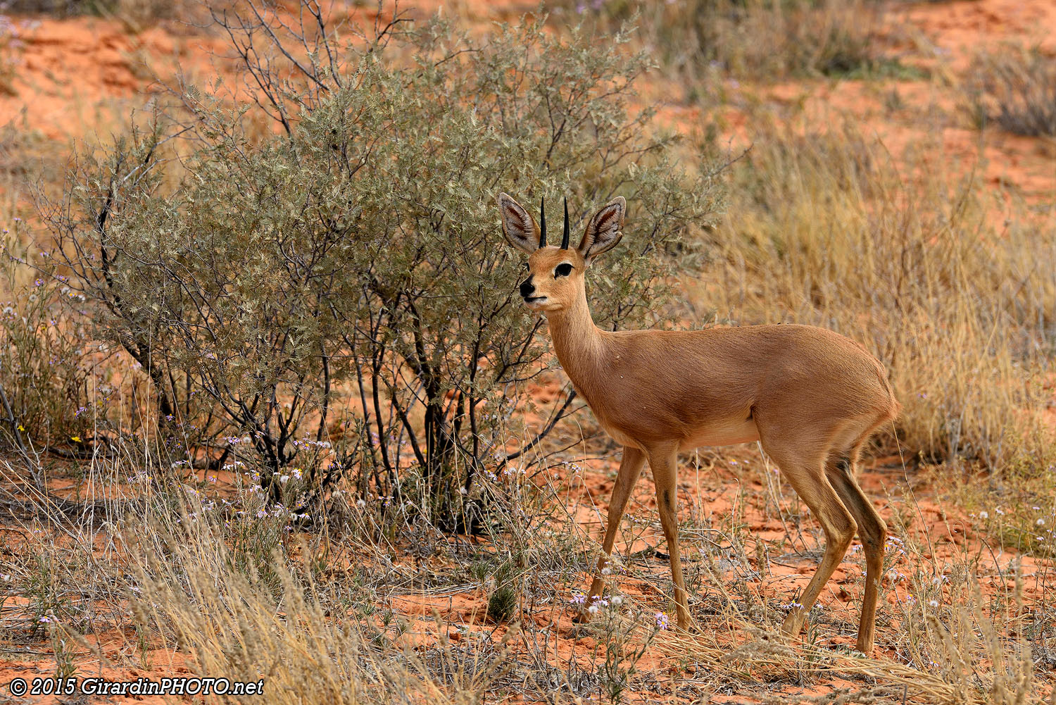 Steenbok