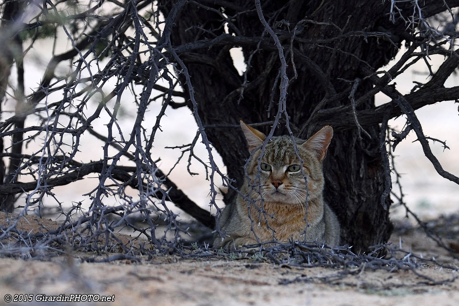 Chat sauvage d'Afrique
