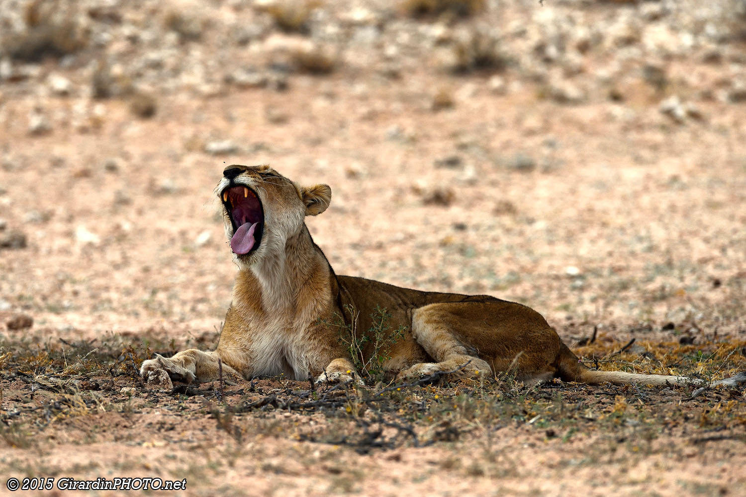 Lionne blessée