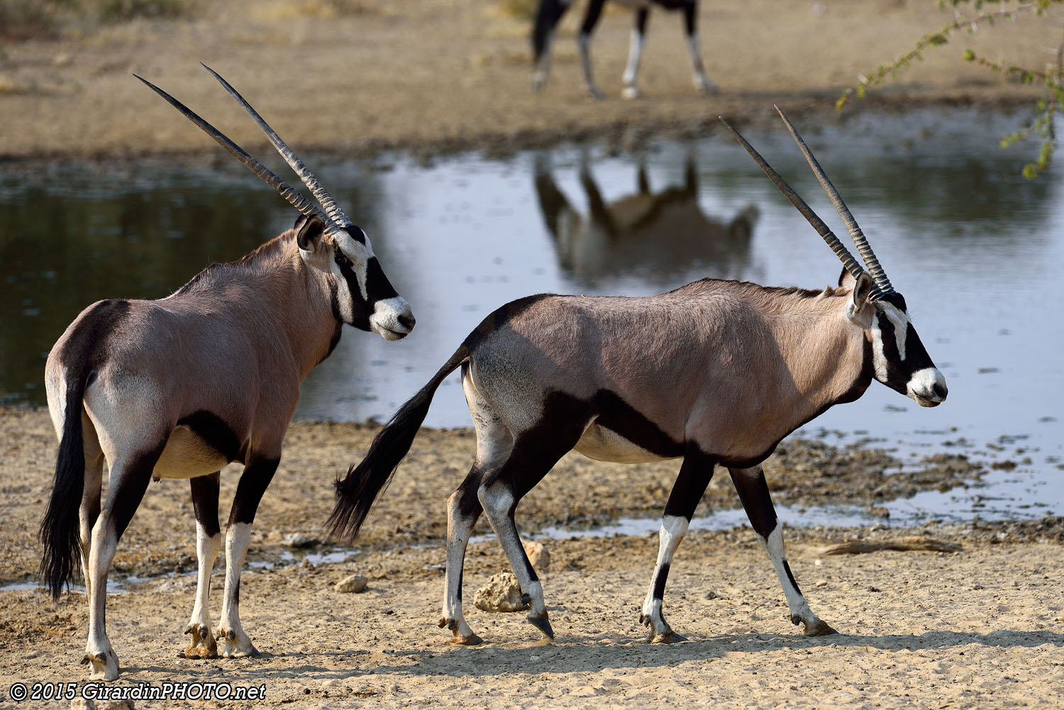 Oryx