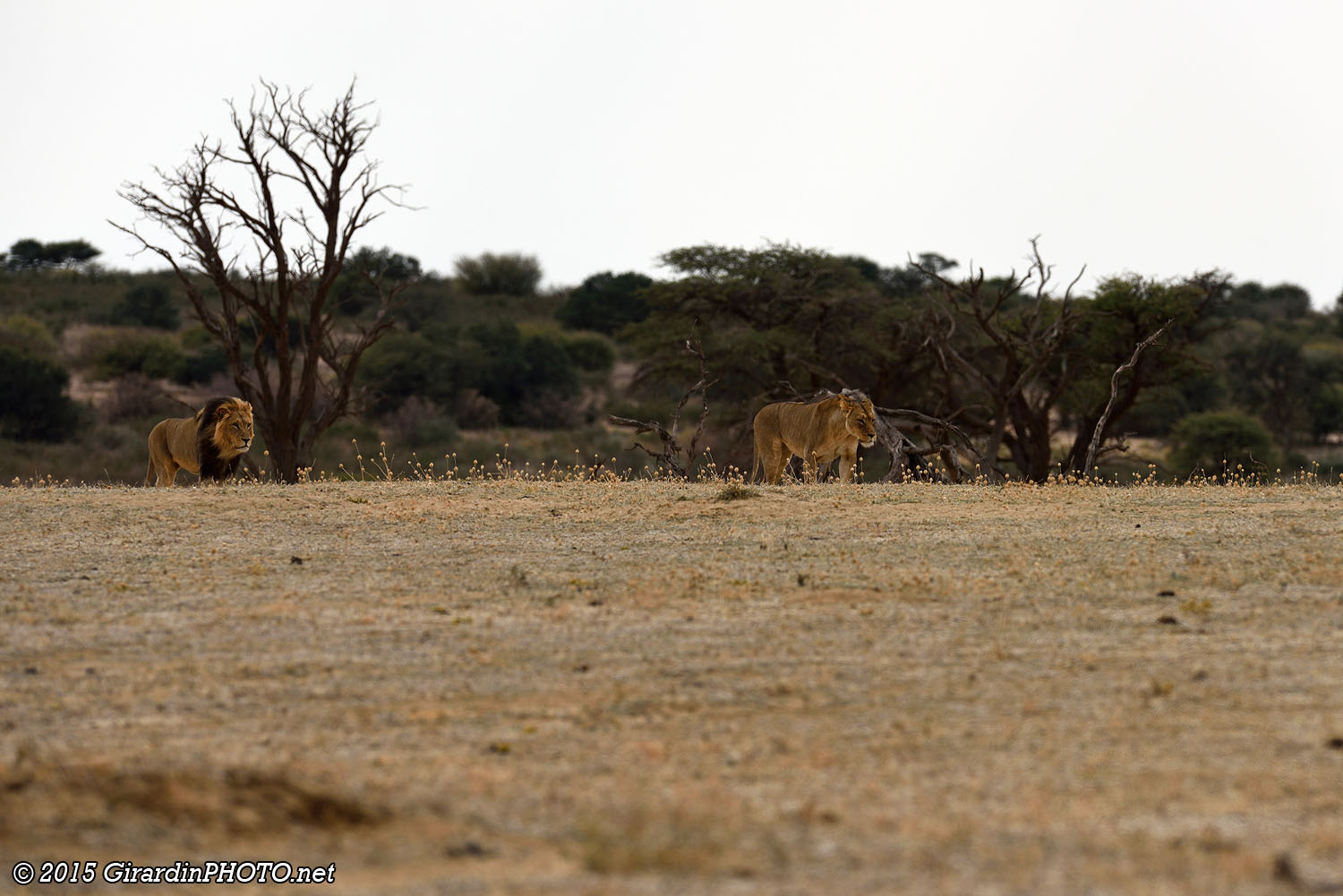 Couple de lions