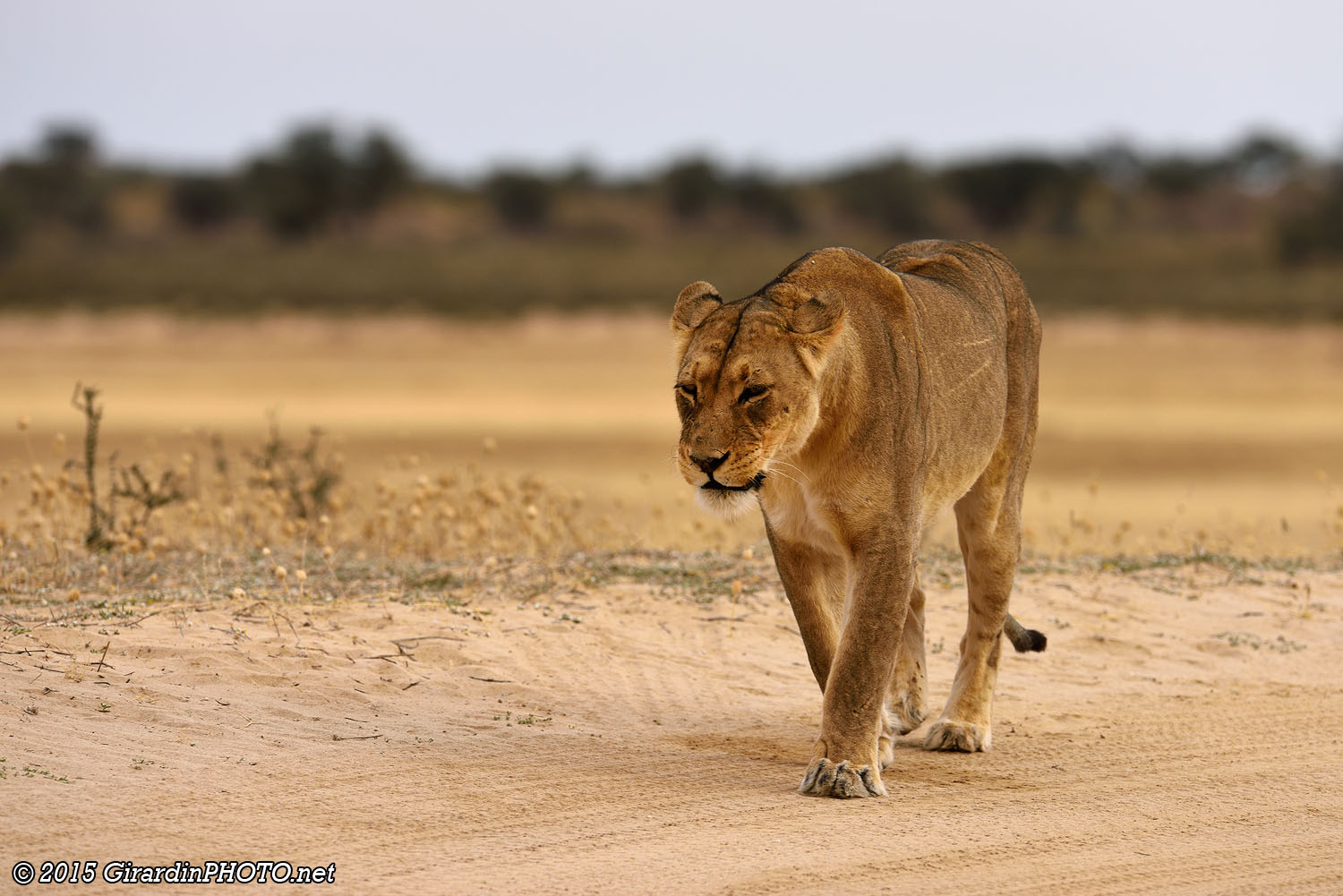 Lionne en approche