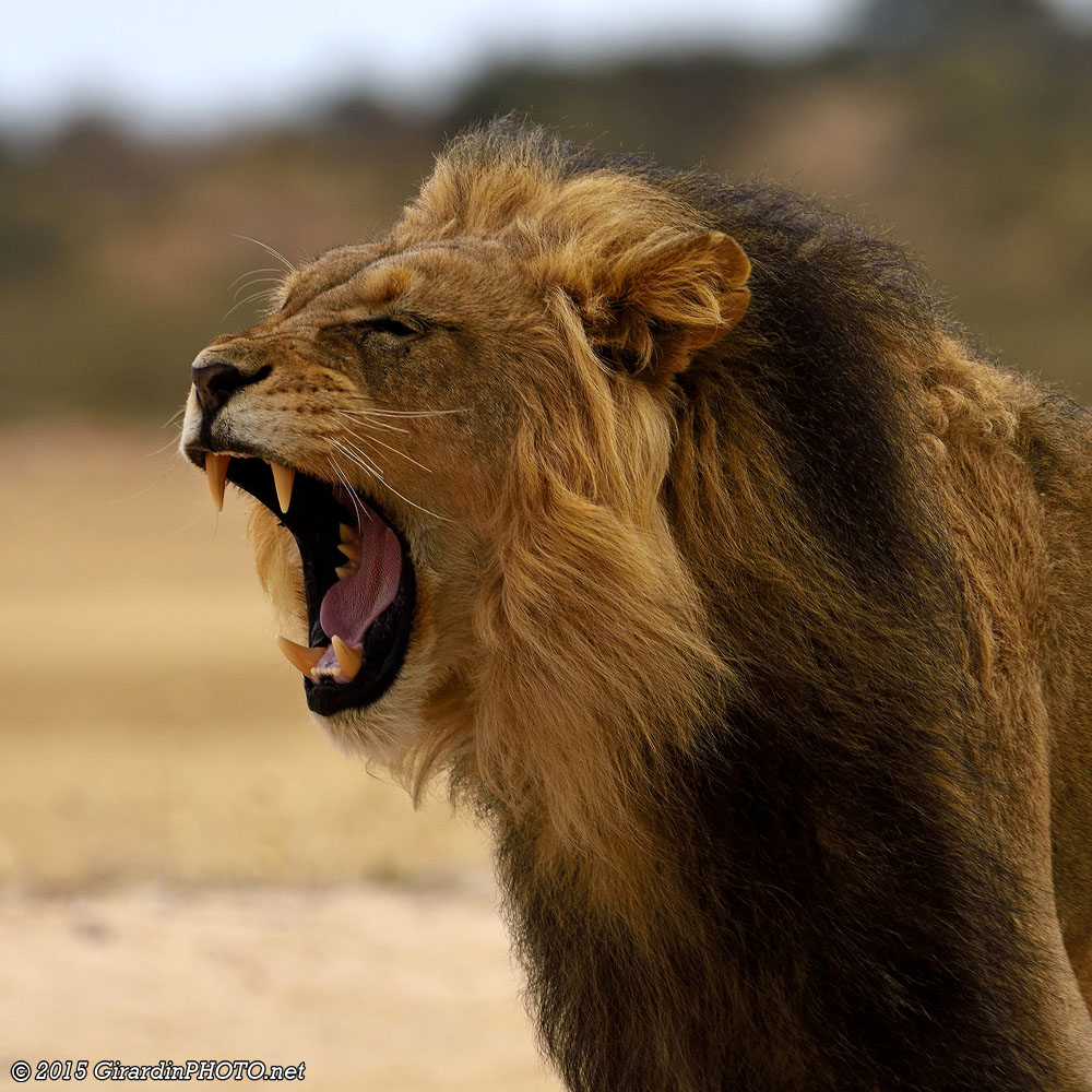 Le réveil est dur dans la savane !