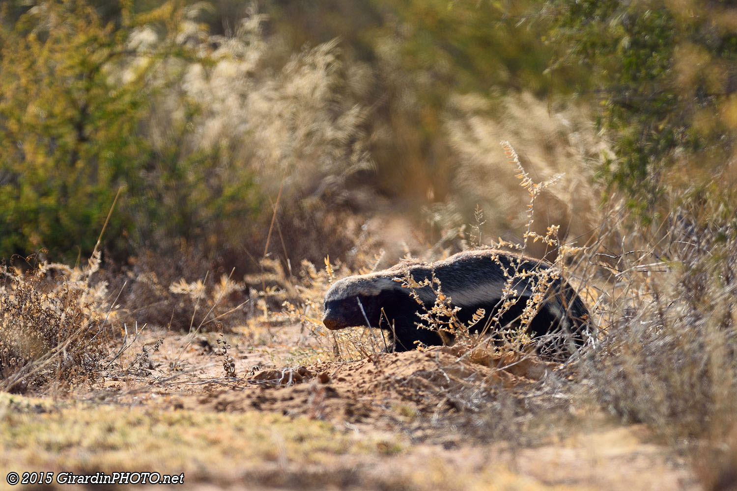 Ratel