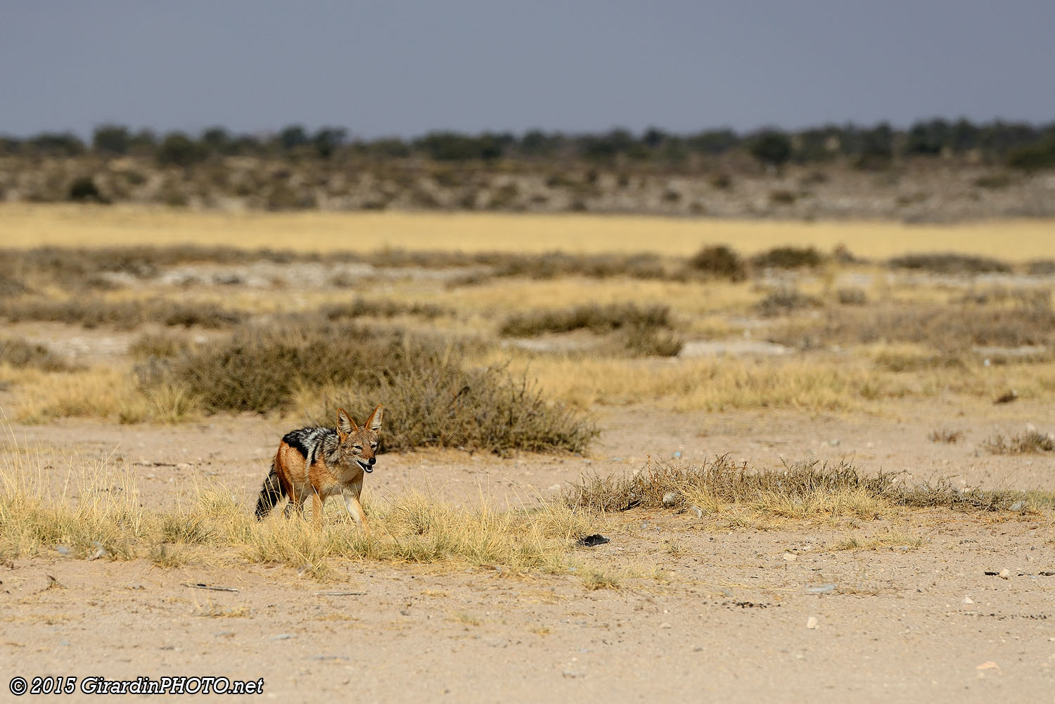 Chacal à chabraque à Mpayathutlwa Pan