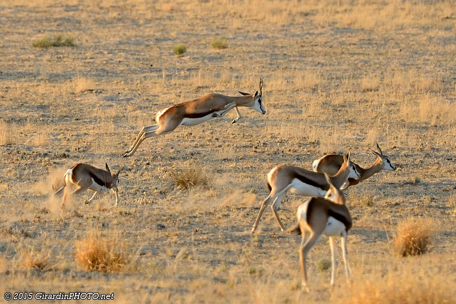 Gazelles de Thomson en pleine course