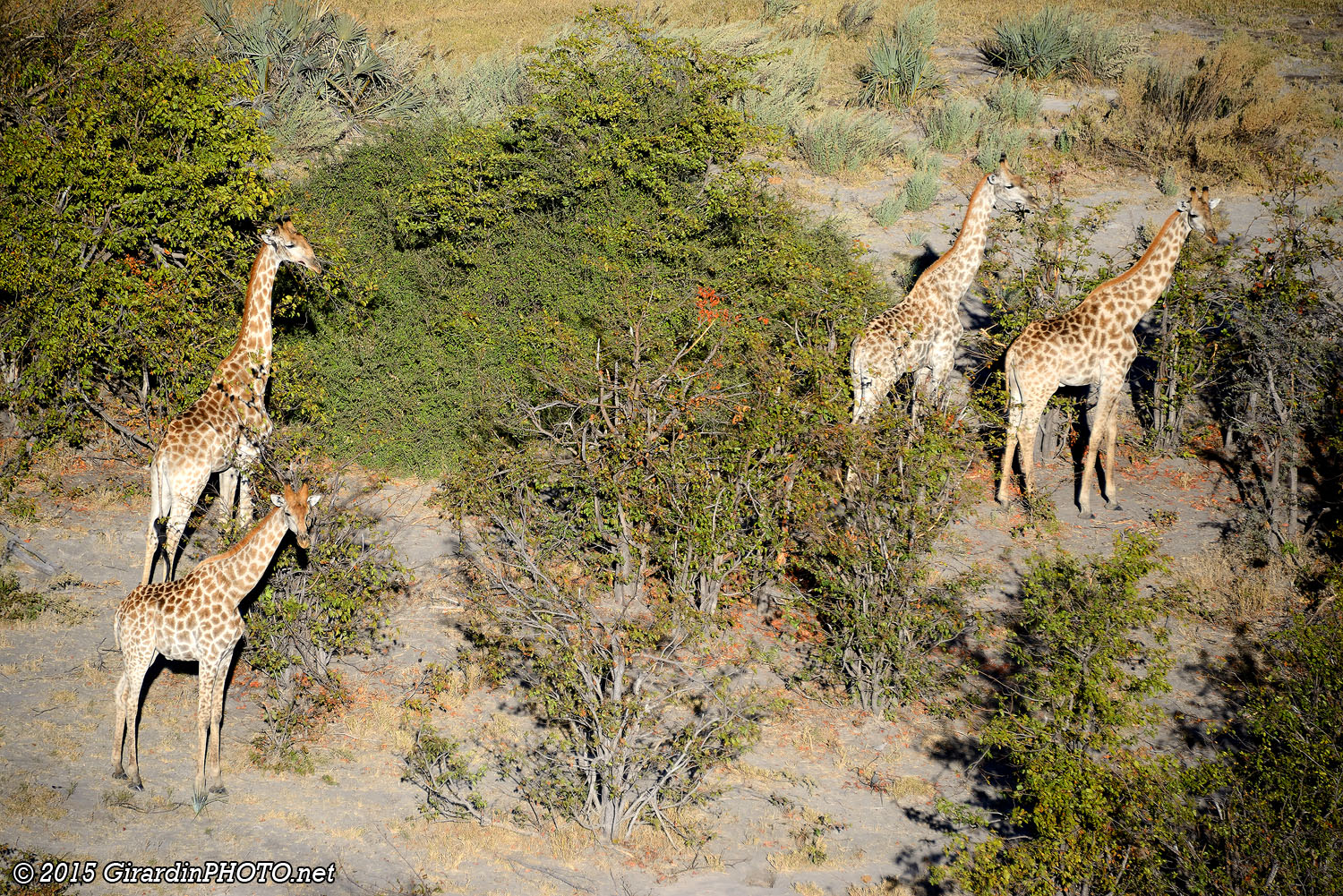 Girafes