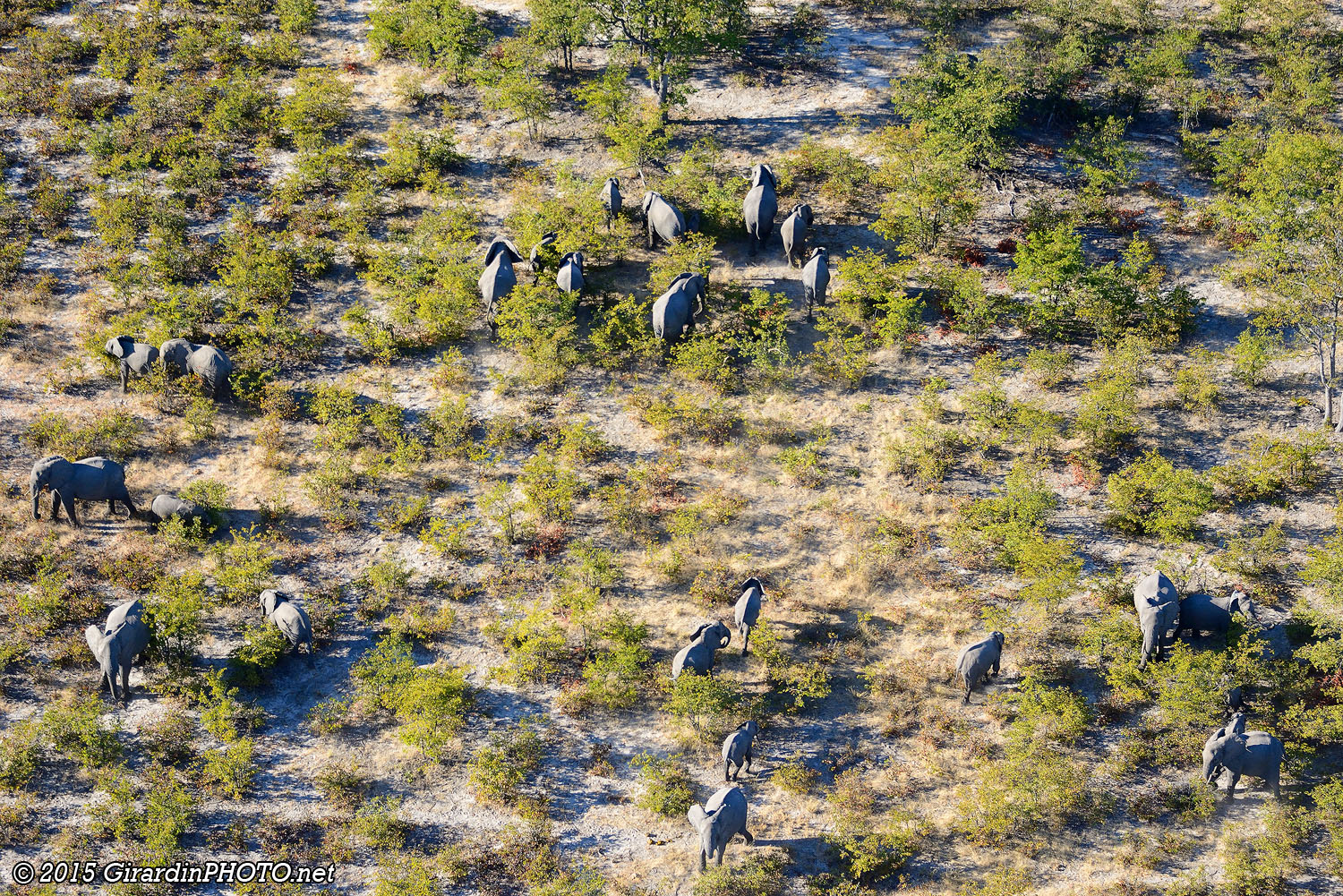 Troupeau d'éléphants