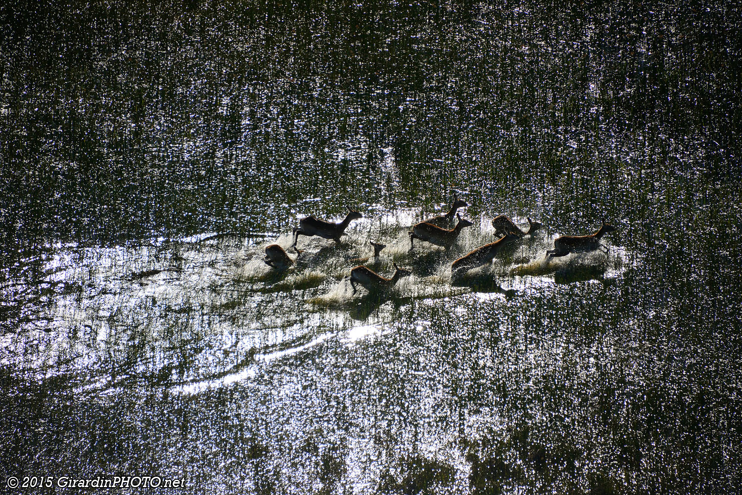 Cobes de Lechwe en fuite