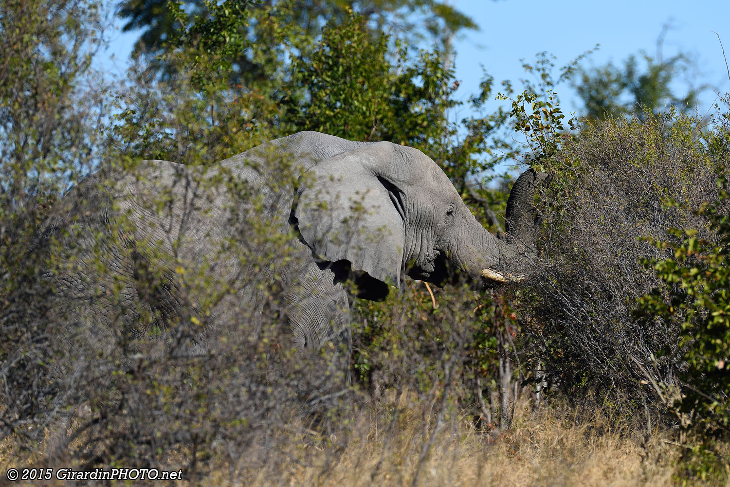 Eléphant