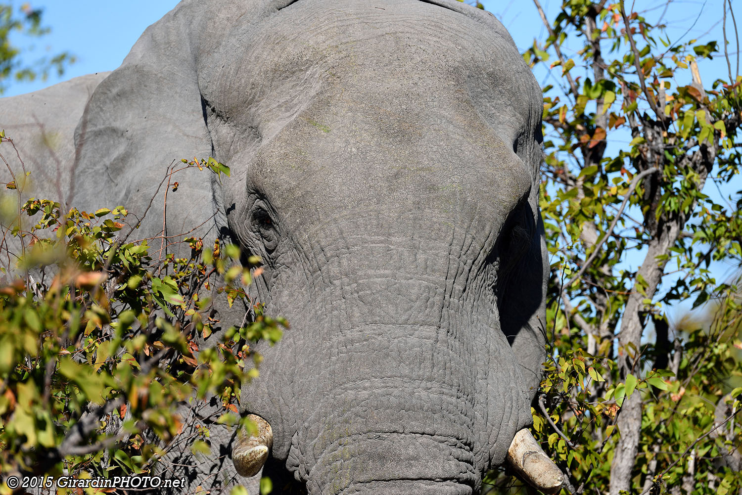 Notre premier éléphant de tout près
