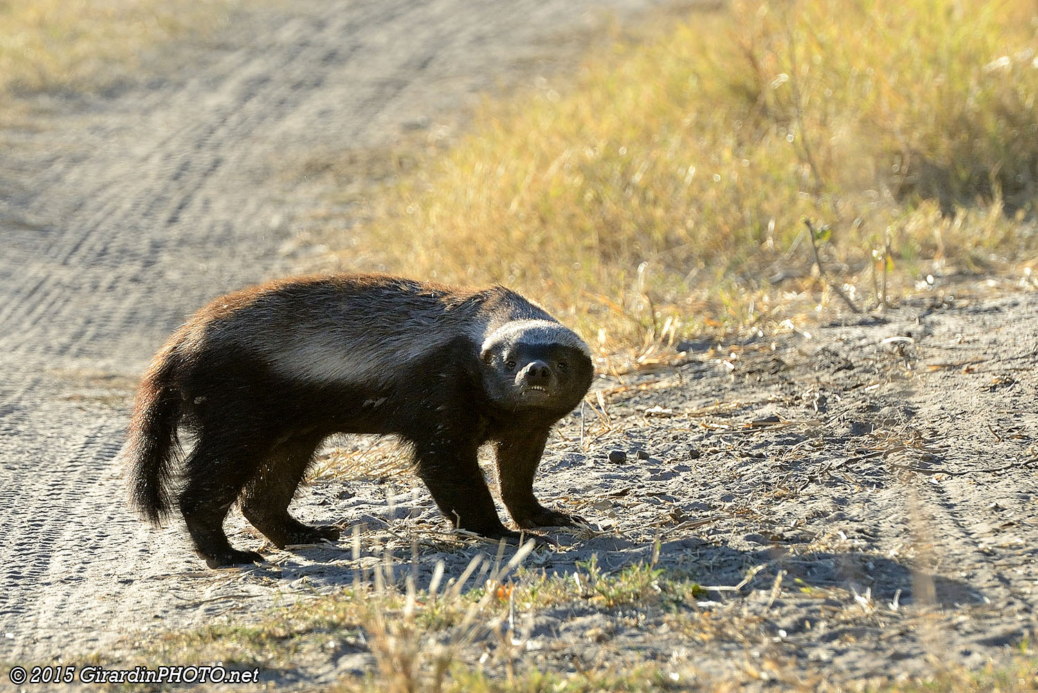 Ratel