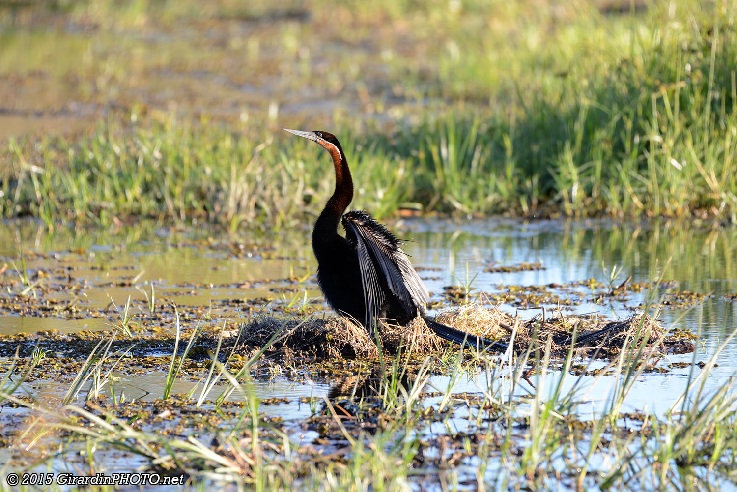 Anhinga roux se séchant les ailes.
