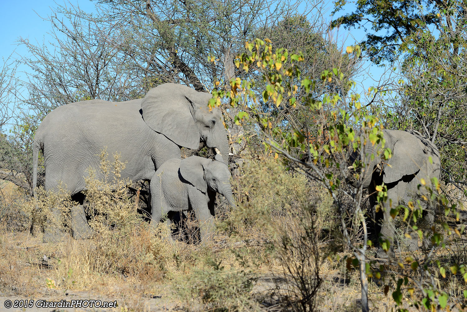 Famille d'éléphants