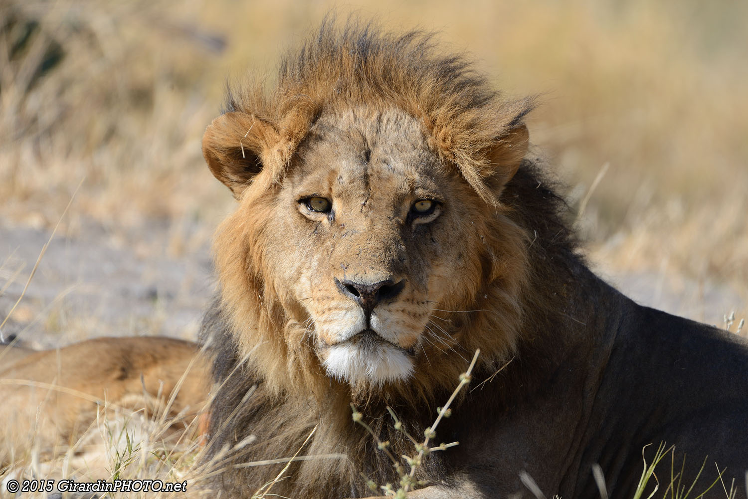 The Lion King