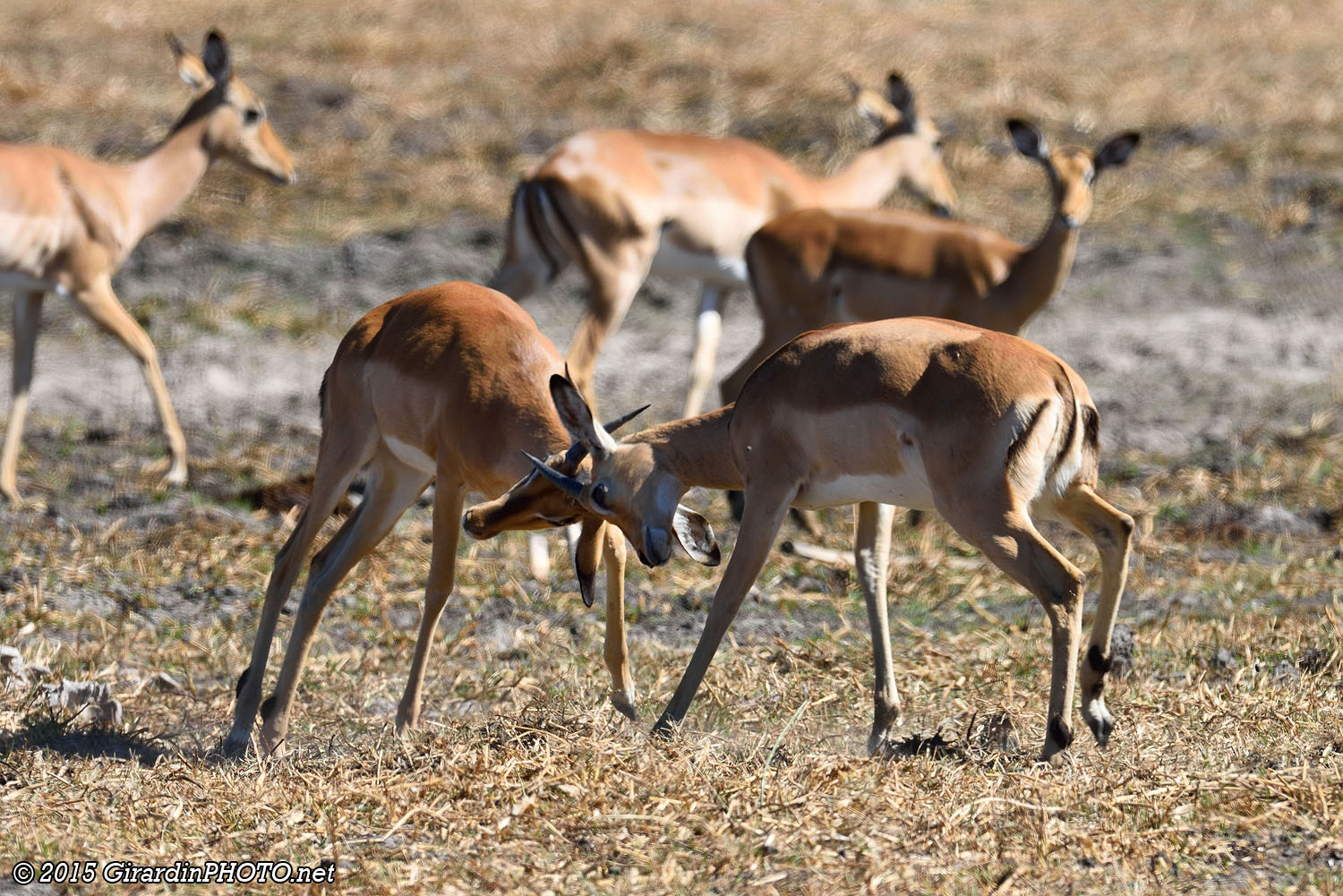 Combat d'impalas