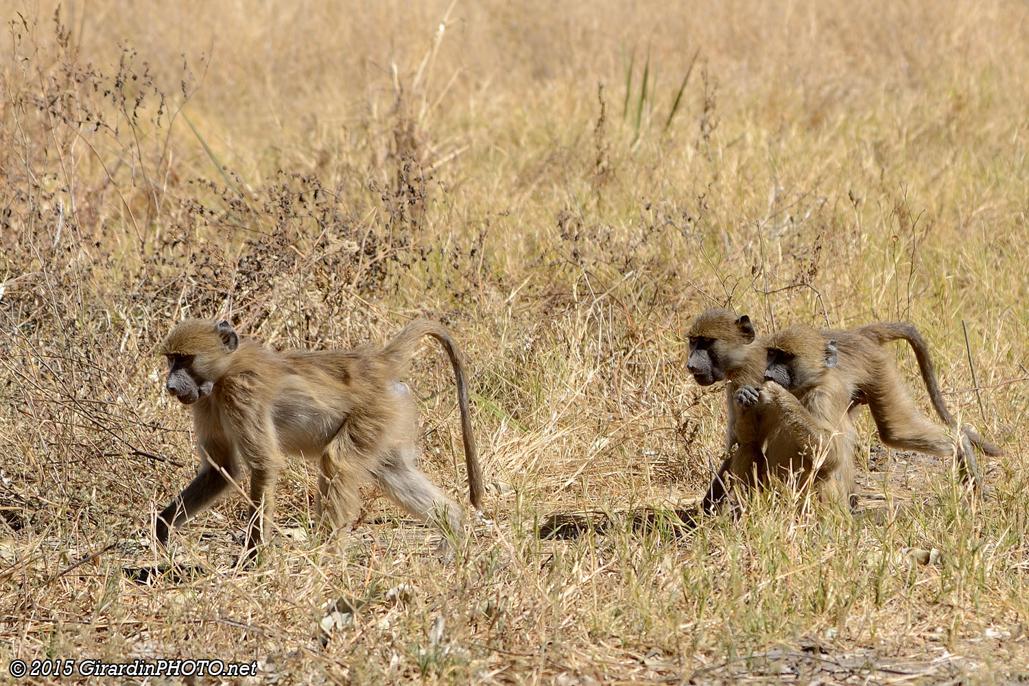 Nous croisons tout un clan de babouins en file indienne