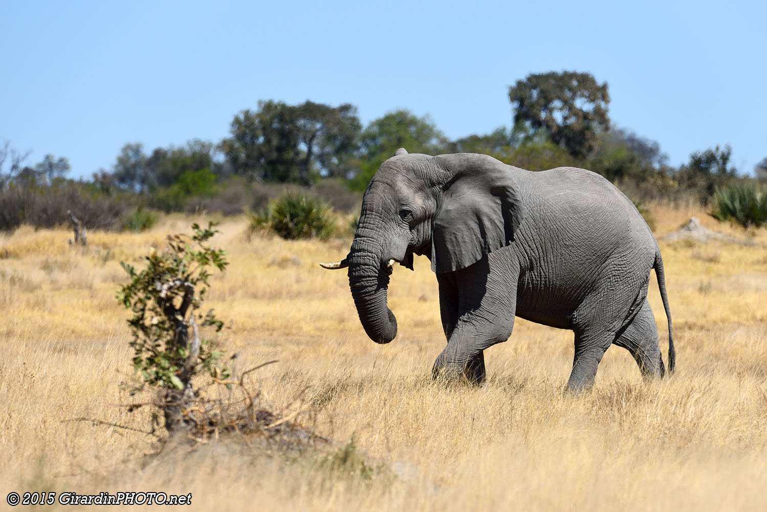 Eléphant