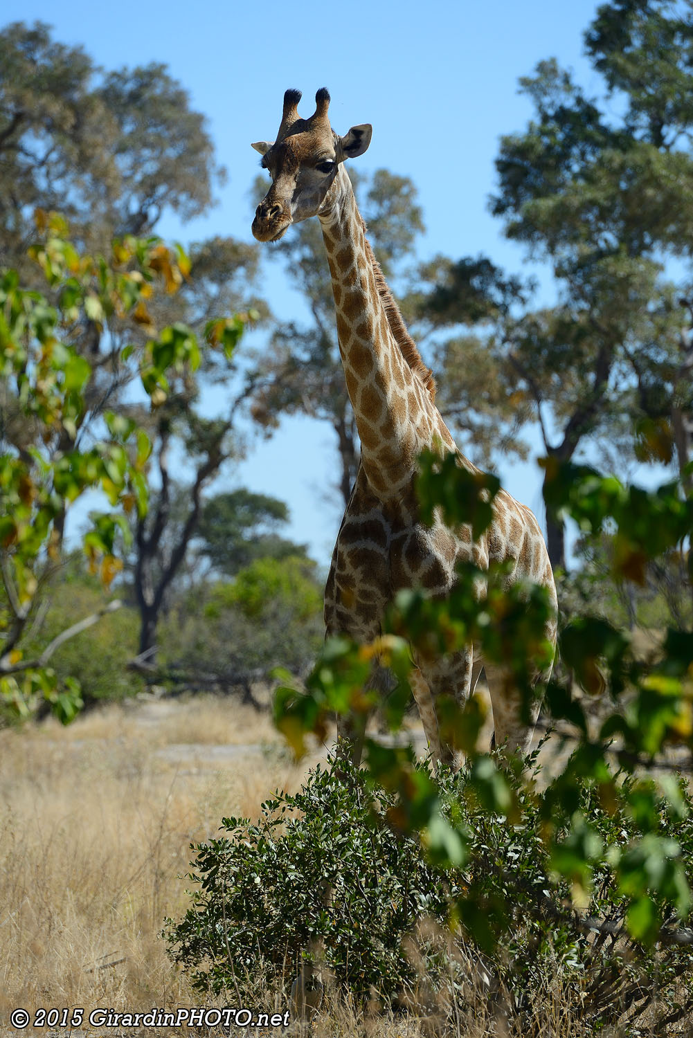 Girafe