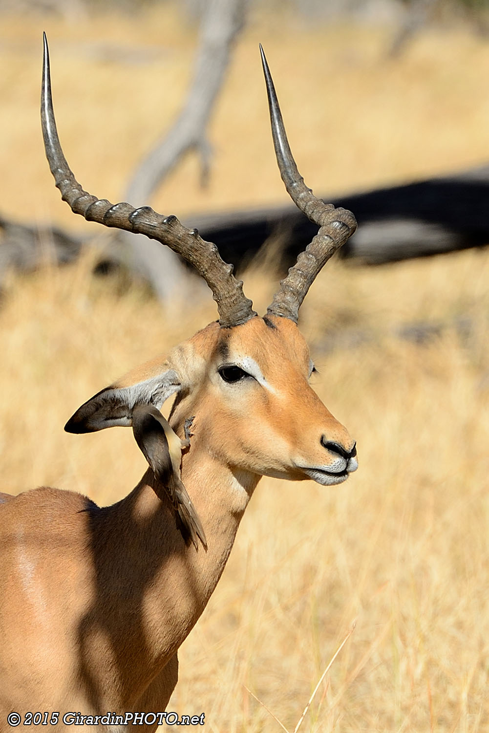 Impala et pique-bœuf