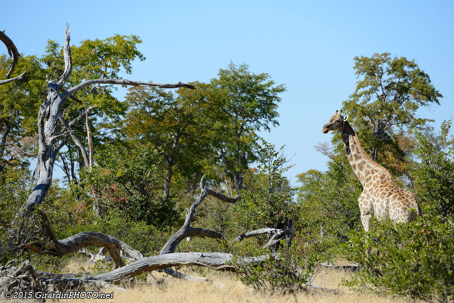 Girafe dans la région de Jesse's Pools