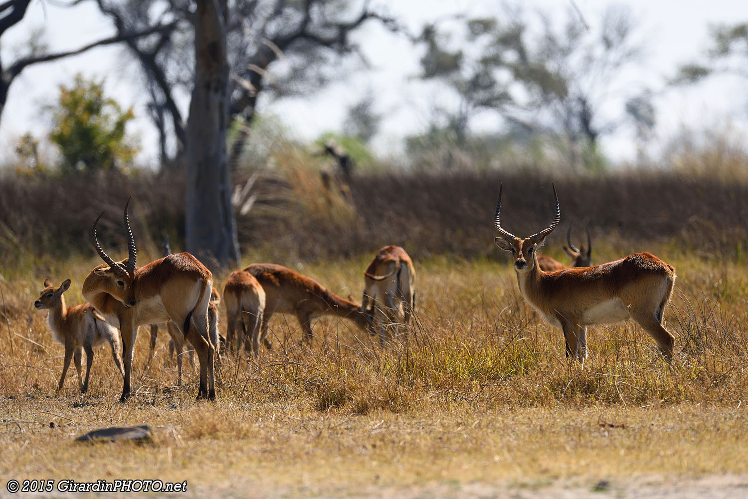 Cobes lechwe rouges