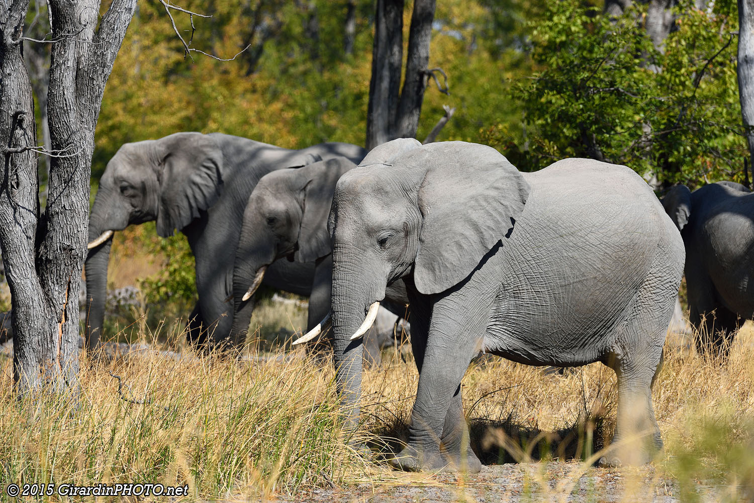Troupeau d'éléphants juste avant Khwai Northgate Campsite