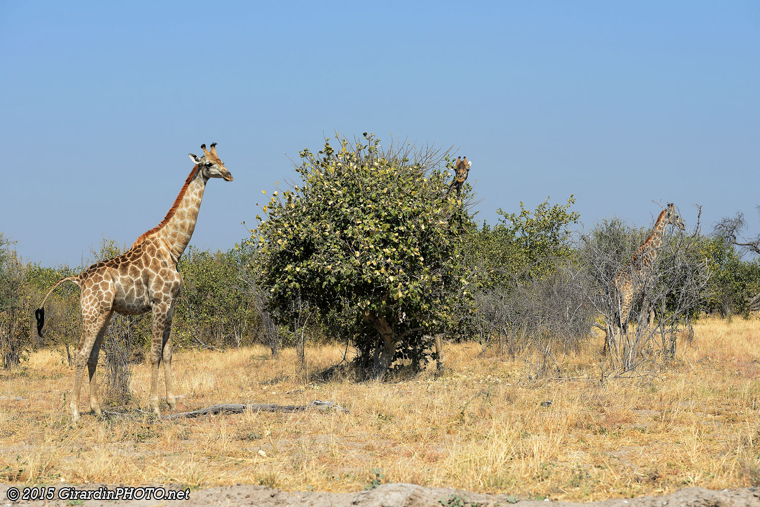 Girafes