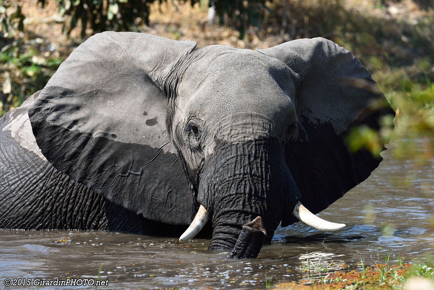 Eléphant prenant son bain