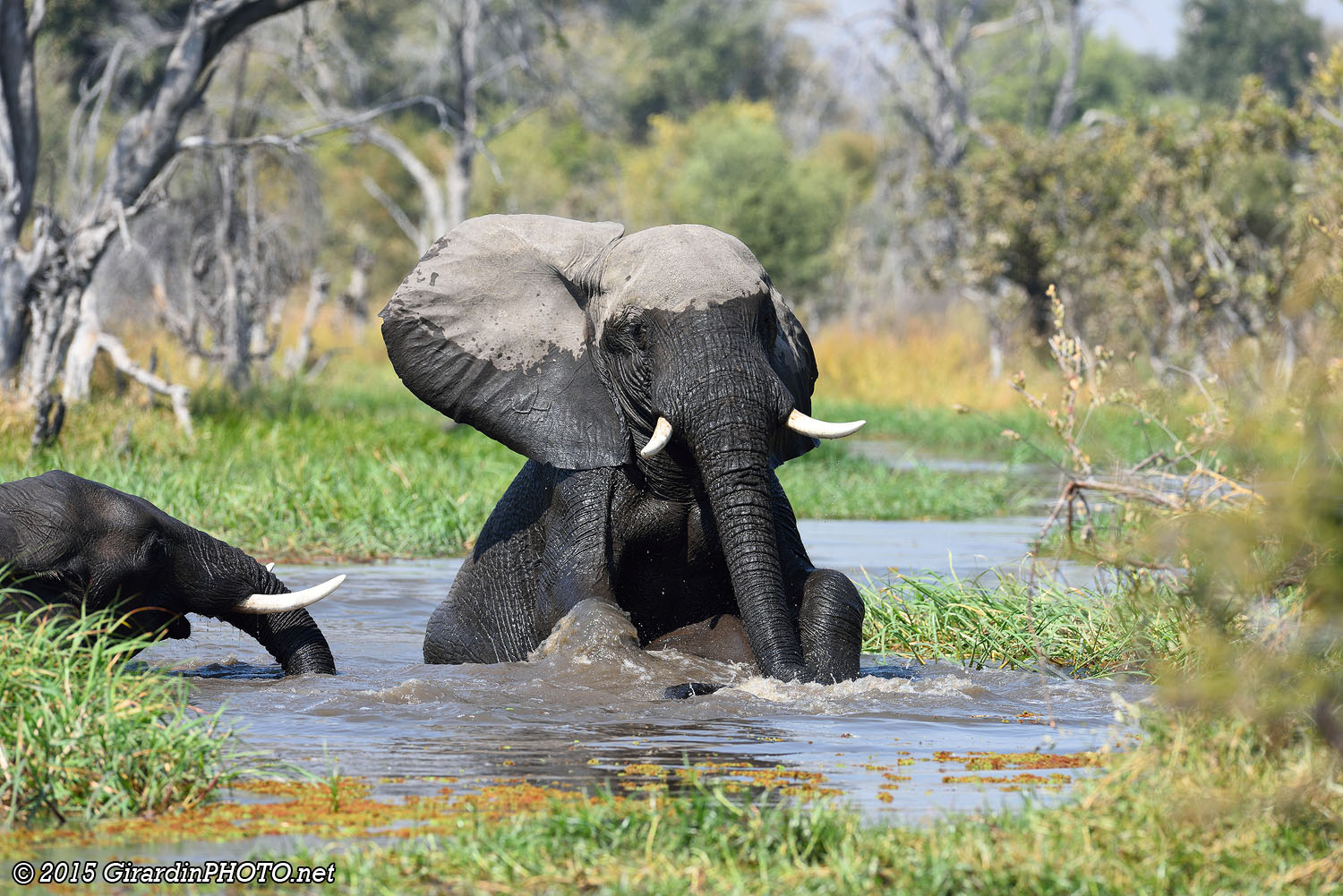 Eléphants