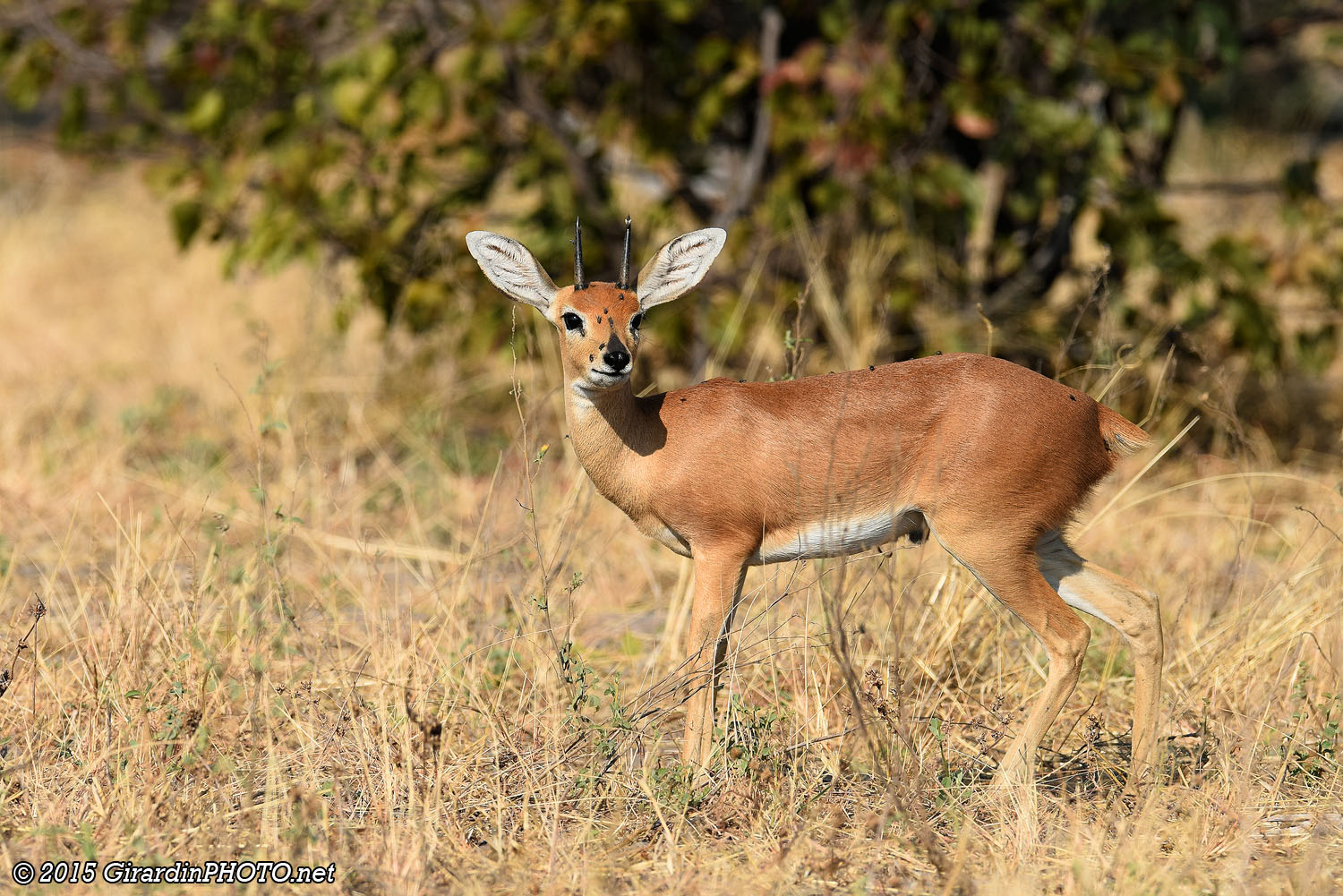 Steenbok